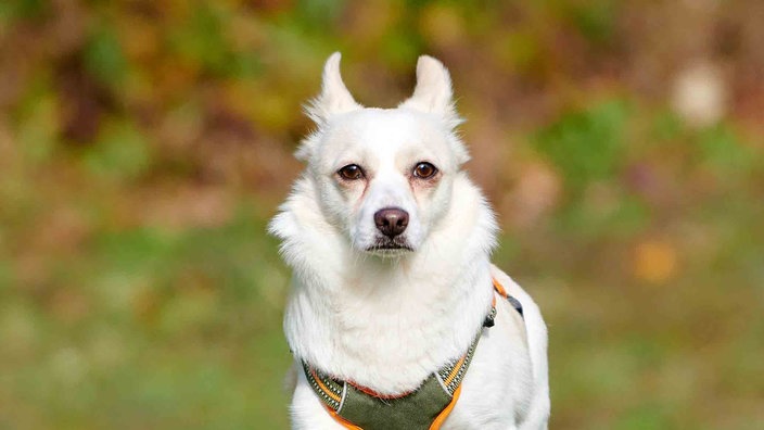 Hund mit weißem Fell und spitzen Ohren in Nahaufnahme 