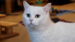 Katze mit weißem Fell in Nahaufnahme 