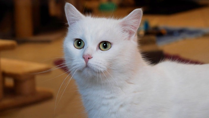 Katze mit weißem Fell in Nahaufnahme 