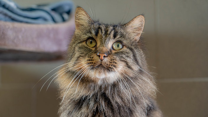 Nahaufnahme einer getigerten Katze