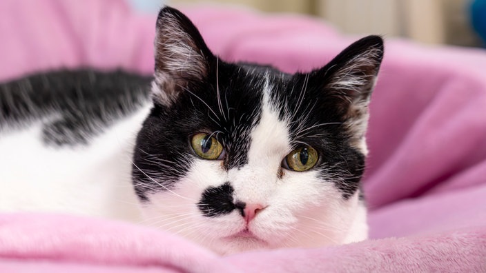 Kater mit schwarz-weißem Fell in Nahaufnahme 