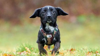 Kleiner Hund mit schwarzem Fell auf einer Wiese 