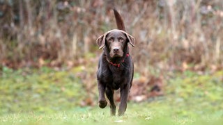 Hund mit braunem Fell auf einer Wiese 