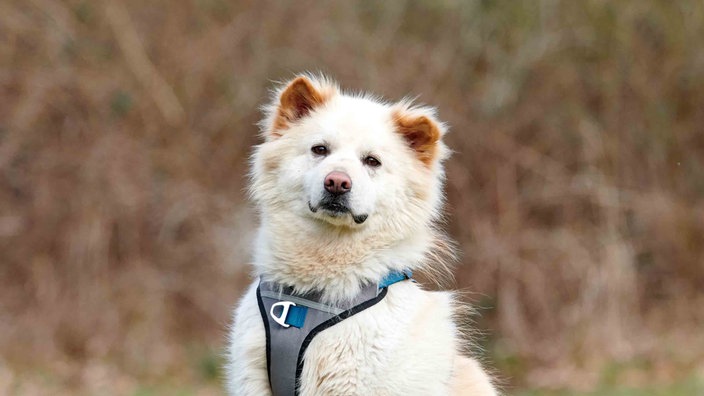 Eine Collage aus vier Hunden und einer Katze 