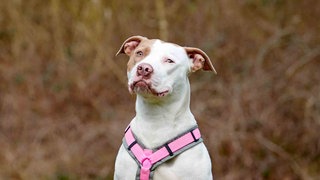 Hund mit weißem Fell und braunen Abzeichen in Nahaufnahme 