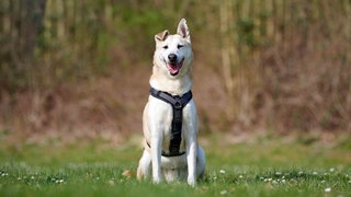 Hund mit weiß-cremefarbenem Fell hechelnd auf einer Wiese 