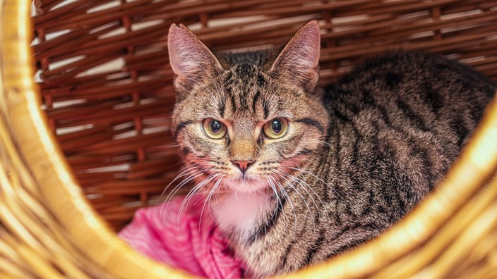 Braun-schwarz getigerter junger Kater schaut aus einem Katzenkorb heraus
