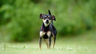 Kleiner Hund mit "black and tan"-farbenem Fell auf einer Wiese 