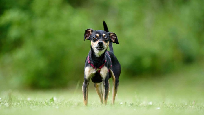 Kleiner Hund mit "black and tan"-farbenem Fell auf einer Wiese 