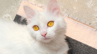 Katze mit schneeweißem Fell und orangefarbenen Augen in Nahaufnahme 