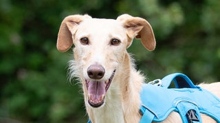 Schmaler Hund mit weiß-beigefarbenem Fell in Nahaufnahme 