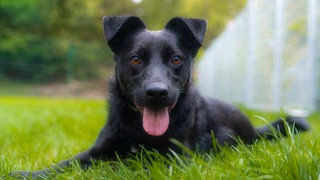 Kleiner Hund mit schwarzem Fell hechelnd in Nahaufnahme 