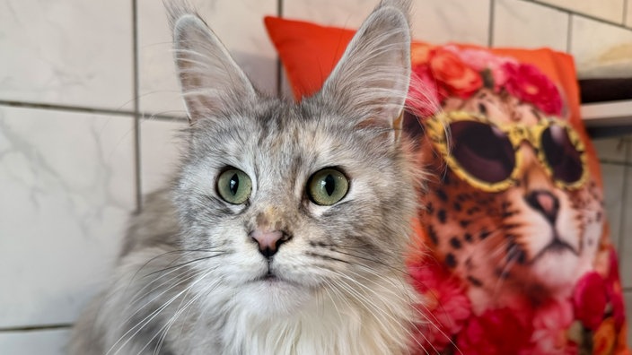 Katze mit grau-getigertem Fell und großen Ohren in Nahaufnahme 
