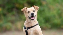 Hund mit hellbraunem Fell hechelnd in Nahaufnahme 