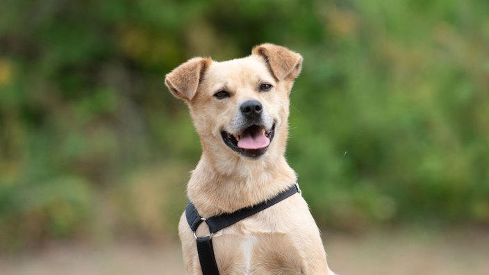 Hund mit hellbraunem Fell hechelnd in Nahaufnahme 