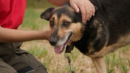Hund mit braun-schwarzem Fell in Nahaufnahme 