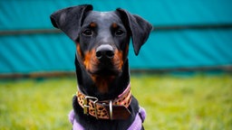 Große schlanke kurzhaarige schwarze Dobermann-Hündin mit hellbrauner Schnauze schaut frontal in die Kamera