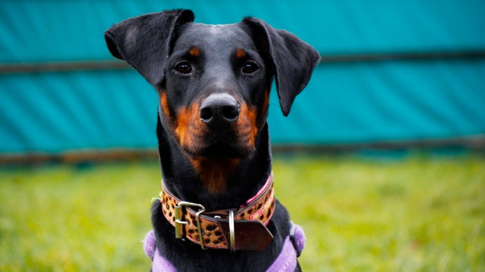 Große schlanke kurzhaarige schwarze Dobermann-Hündin mit hellbrauner Schnauze schaut frontal in die Kamera