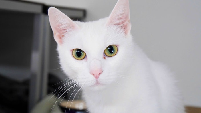 Katze mit weißem Fell und gelb-grünen Augen in Nahaufnahme 