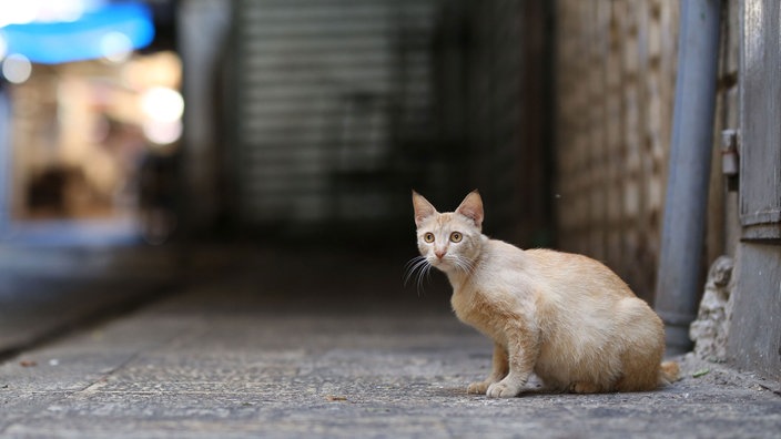 Eine rötliche Katze sitzt auf einer menschenleeren Straße