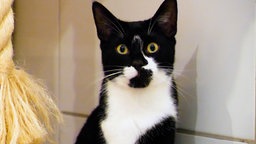 Schwarz-weißer Kater sitzt hoch aufgerichtet im Katzenzimmer und schaut direkt in die Kamera
