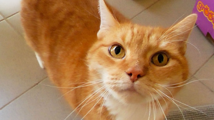 Das Bild zeigt einen Kater mit rot-weißem Fell 