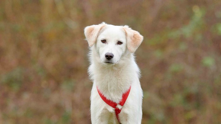 Hund mit weißem Fell und rotem Geschirr in Nahaufnahme 