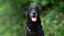 Hund mit schwarzem Fell hechelnd in Nahaufnahme 