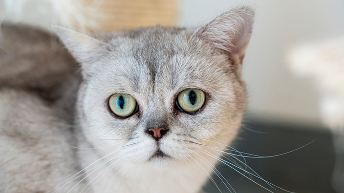 Katze mit grauem Fell in Nahaufnahme 