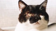 Das Bild zeigt einen Kater mit schwarz-weißem Fell 