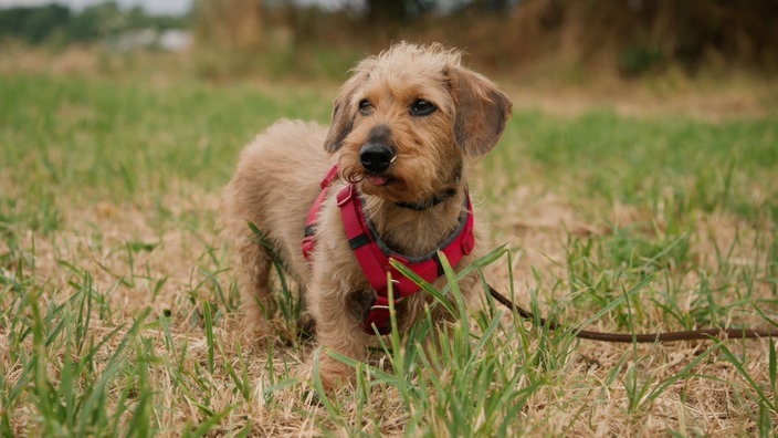 Kleiner Hund mit apricotfarbenem Fell auf einer Wiese 