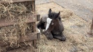 Schwarzes Fohlen mit weißer Blesse liegt auf Stroh in einem Hof