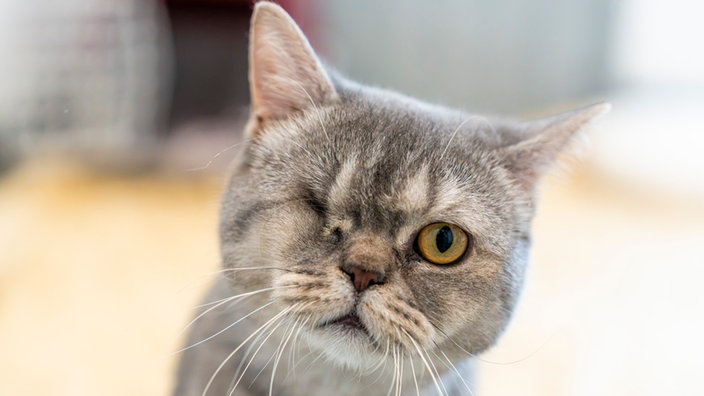 Einäugiger grauer Kater in Nahaufnahme 