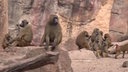 Einige Paviane sitzen auf einem Felsen 