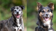 Eine Collage aus einem braungestromtem und einem tricolorfarbenen Hund 