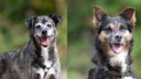 Eine Collage aus einem braungestromtem und einem tricolorfarbenen Hund 