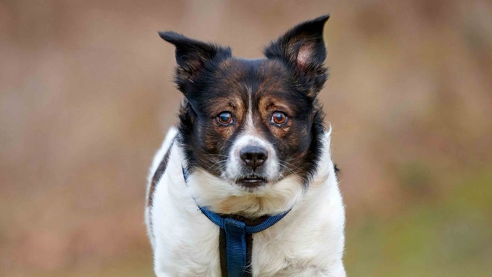 Hund mit weiß-braunem Fell in Nahaufnahme 