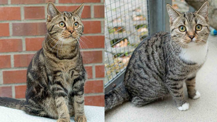Eine Collage aus zwei getigerten Katzen 