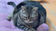 Eine übergewichtige getigerte Katze liegt auf einem lilafarbenen Kissen 