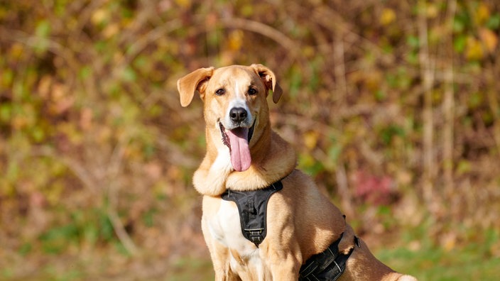 Nahaufnahme eines goldenen Hundes, der hechelt