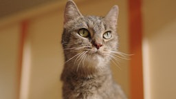 Braun-getigerte Katze in Nahaufnahme