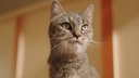 Braun-getigerte Katze in Nahaufnahme