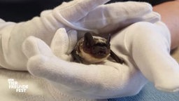 Das Bild zeigt eine Fledermaus zwischen zwei Handschuhtragenden Händen