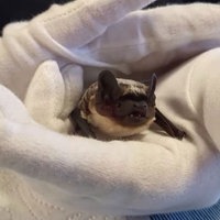 Das Bild zeigt eine Fledermaus zwischen zwei Handschuhtragenden Händen