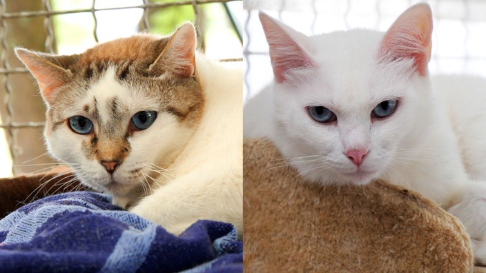 Collage von zwei weißen Katzen mit braunen Flecken