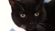 Katze mit schwarzem Fell in Nahaufnahme 