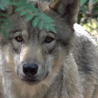 Ein grau-beigefarbener Wolf schaut in die Kamera 