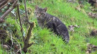 Eine getigerte Katze auf einer Wiese 