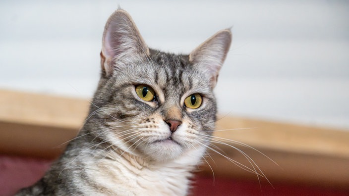 Katze mit grau-getigertem Fell in Nahaufnahme 