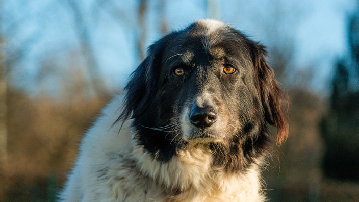 Hund mit weiß-schwarzem Fell und Schlappohren in Nahaufnahme 
